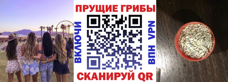 Псилоцибиновые грибы Cubensis  Хилок 